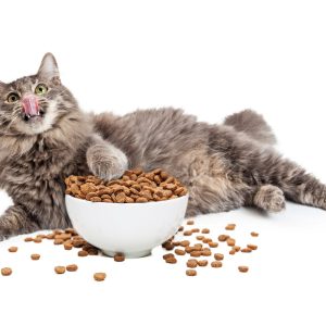 Croquettes & Aliments pour chat