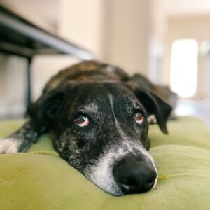 Stérilisé | Light | Sénior