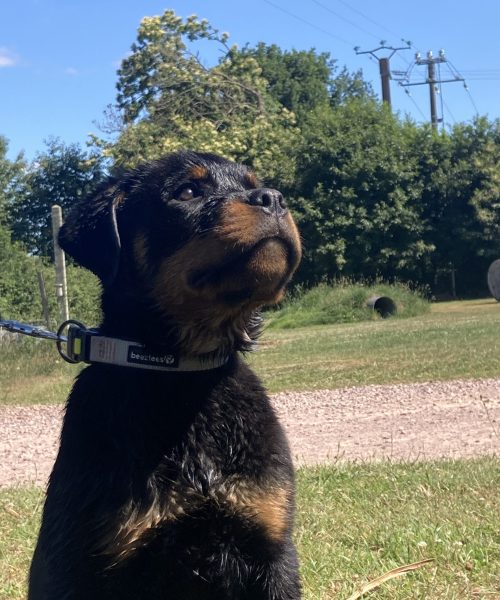 Moniteur Maître chien Julien Lagaise - West Dog