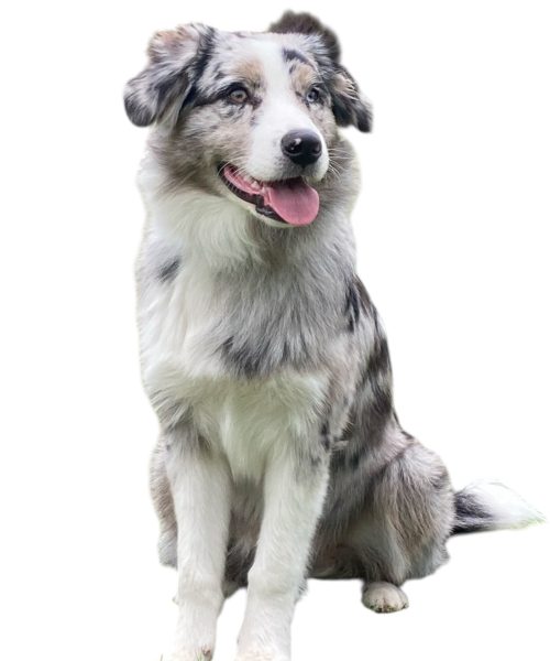 Berger Australien - Educateur canin et comportementaliste à Rennes - Julien Lagaise - West Dog Academy